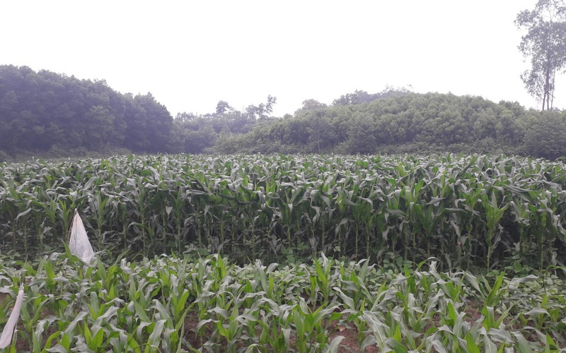 Phú Bình – Thái Nguyên: Xây dựng vùng sản xuất ngô sinh khối quy mô 1.000ha