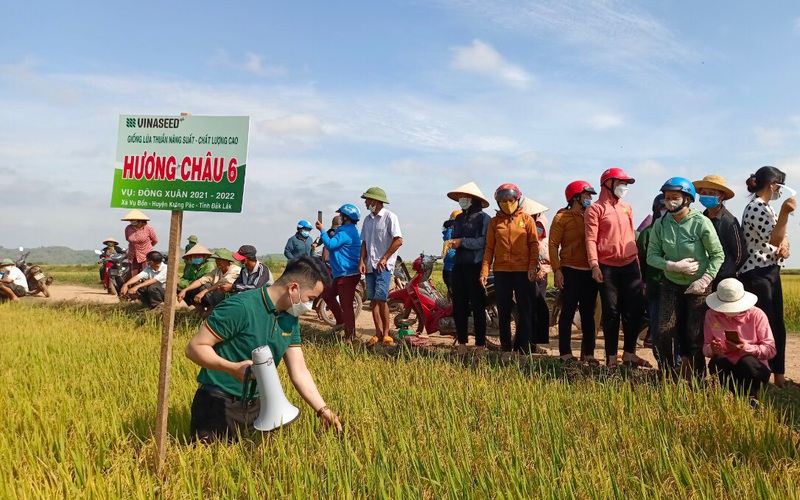 Đắk Lắk: Tổ chức hội thảo đầu bờ mô hình giống lúa mới cho năng suất, chất lượng cao