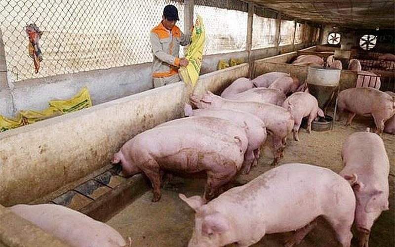 Giá lợn hơi lại giảm mạnh, lo ngại dịch tả