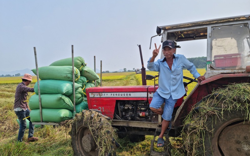 Bà Rịa-Vũng Tàu: Lúa tốt đầy đồng, nông dân nói 30 năm trồng lúa chưa năm nào phải ngủ ngoài ruộng như năm nay