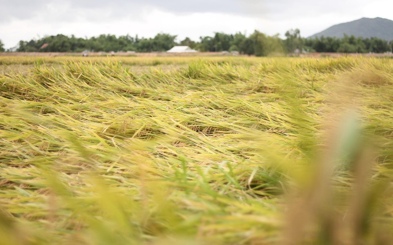 Hơn 14.000 héc ta lúa sắp gặt ngã rạp, nông dân Bình Định "bủn rủn tay chân" khi ra đồng thu hoạch