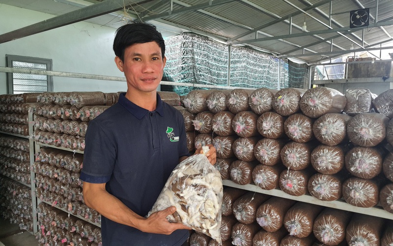 Trai làng Quảng Nam thu tiền tỷ nhờ trồng loại nấm luôn bán cháy hàng