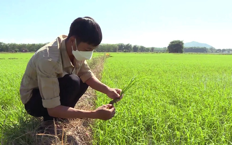 Bình Thuận: Mảnh đất này có gì đặc biệt mà nhiều người trẻ bỏ phố về quê trồng lúa sạch?