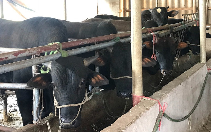 Nông thôn Tây Bắc: Phát triển chăn nuôi hướng tới sinh kế bền vững ở vùng cao