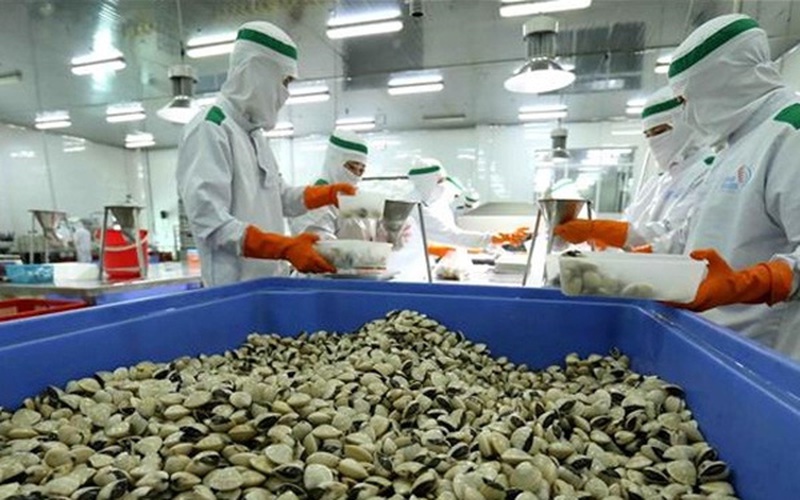 "Ông lớn" ngành xuất khẩu ngao của Việt Nam tiết lộ vì sao "có bao nhiêu Mỹ, Nhật Bản cũng mua hết" ?