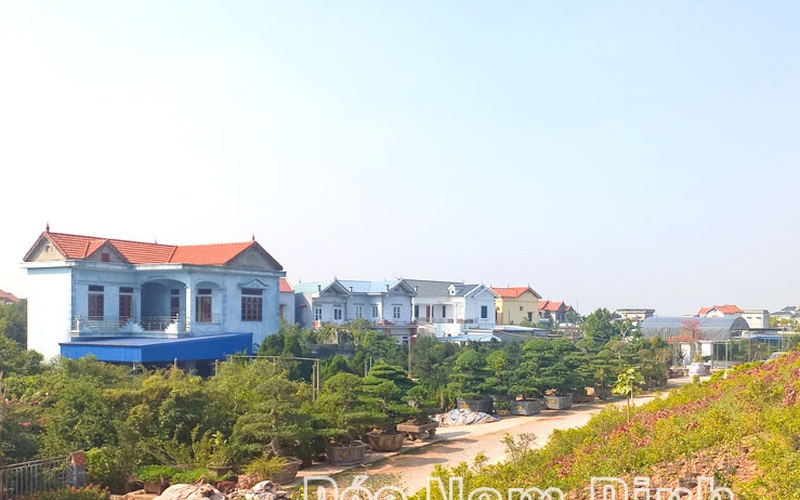 Vùng đất trù phú này ở Nam Định, xây nhà thì to đẹp, làm vườn thì toàn trồng những loại cây cảnh đang hot