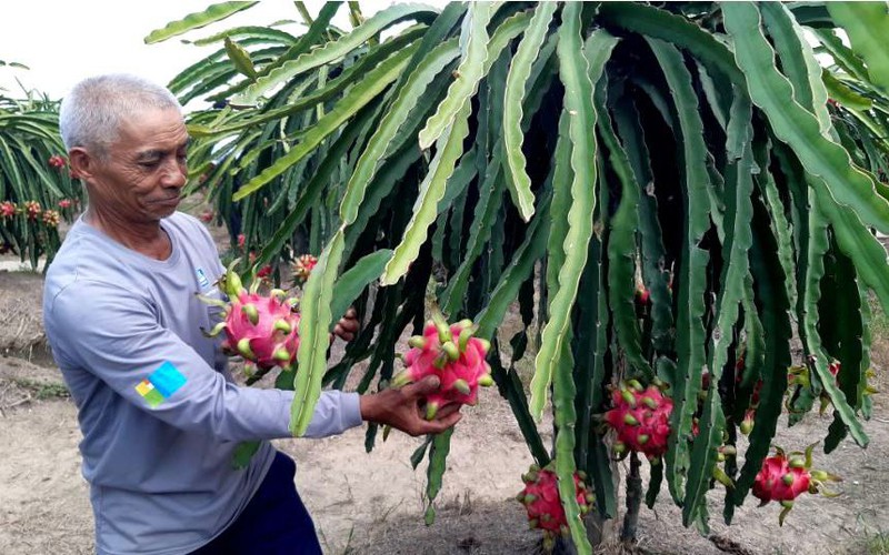 Hội Nông dân tỉnh Long An giúp nông dân chuyển đổi số và đưa nông sản lên chợ điện tử
