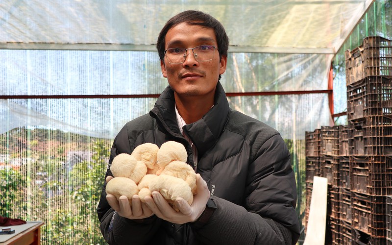 Hầu thủ là nấm gì mà nông dân Lâm Đồng trồng rồi bán được giá gần 200 ngàn đồng/kg?