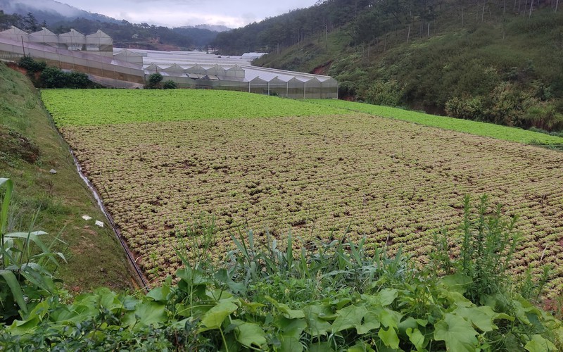 Hơn 130.000 cây rau xà lách cô rôn nghi bị "đầu độc" bằng thuốc cỏ ở Lâm Đồng, chủ vườn xót xa