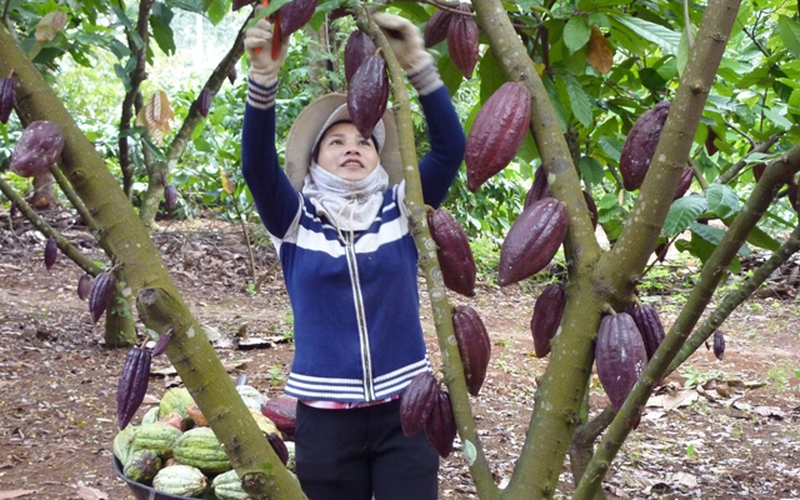 Đắk Lắk đang trồng loại cây có hạt làm sô cô la nhiều nhất Tây Nguyên, bán sang Nhật Bản rất đắt hàng