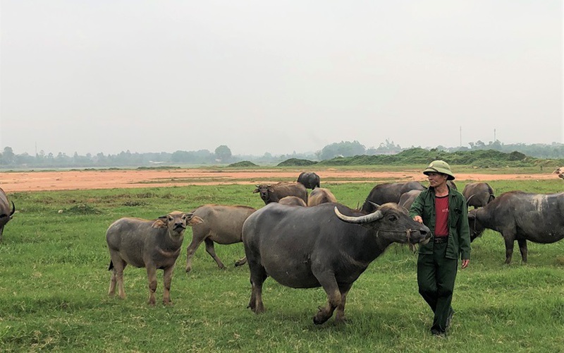 Chỉ ở làng nuôi trâu toàn con to bự mà một ông nông dân Vĩnh Phúc lãi 20-30 triệu/tháng
