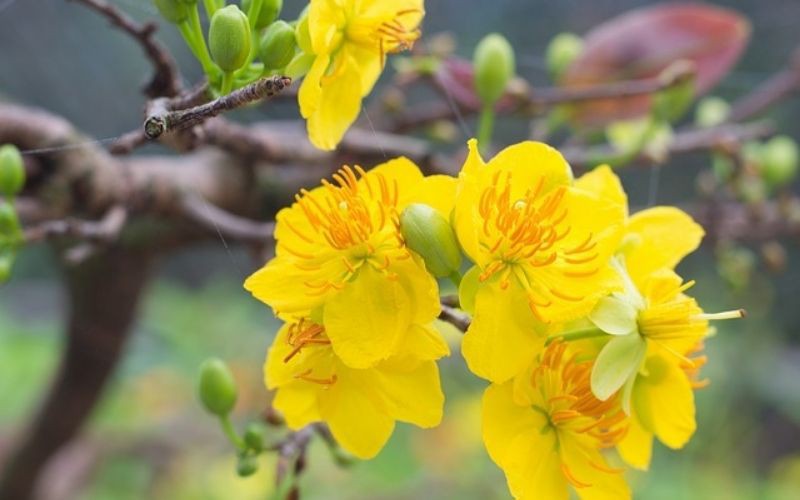 Xong Tết là xác hoa mai rơi lả tả, thiên hạ quên ngay, ở nơi này dân lặt về làm ra thứ trà hảo hạng