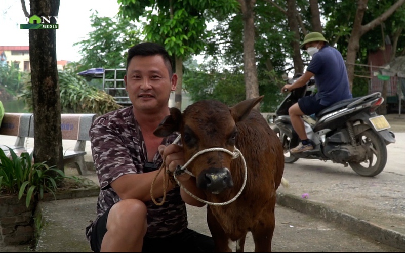 Độc - lạ Việt Nam: Anh nông dân mua bò thịt, mua trúng chú bò 3 tai "có một không hai"
