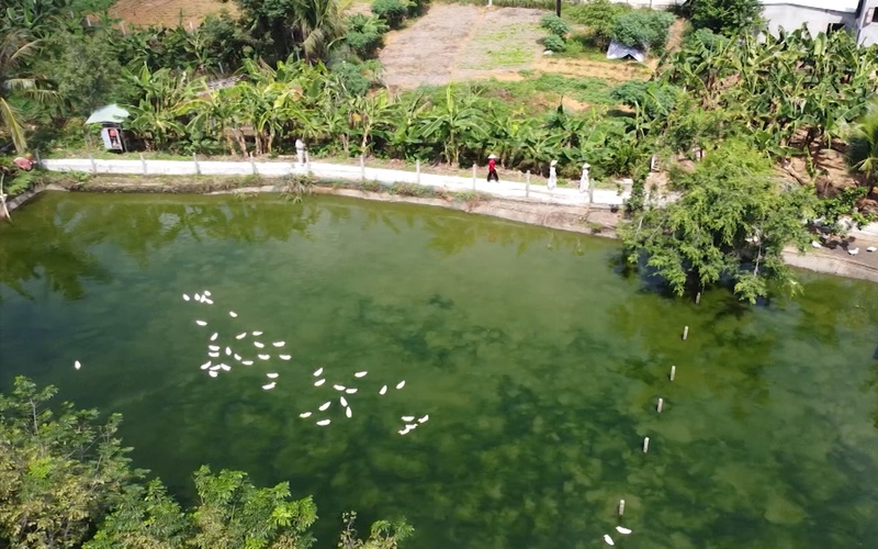Đã mắt những khu vườn “đẻ” trăm triệu mỗi năm ở Quảng Nam