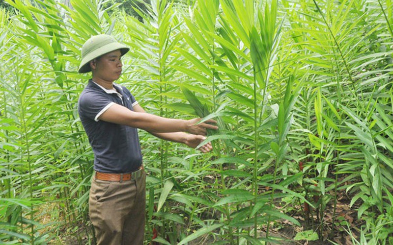 Trồng cây gừng núi, cây sả Java, cây màng tang đem nấu tinh dầu bán đắt tiền, nông dân Lào Cai khá lên