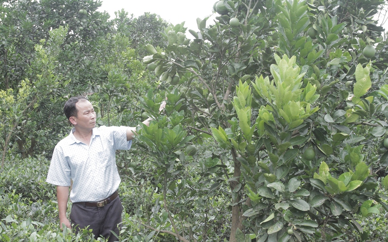 Thái Nguyên: Trang trại ham trồng đủ thứ cây, nuôi đủ loại con, anh nông dân bỏ túi cả tỷ đồng/năm 