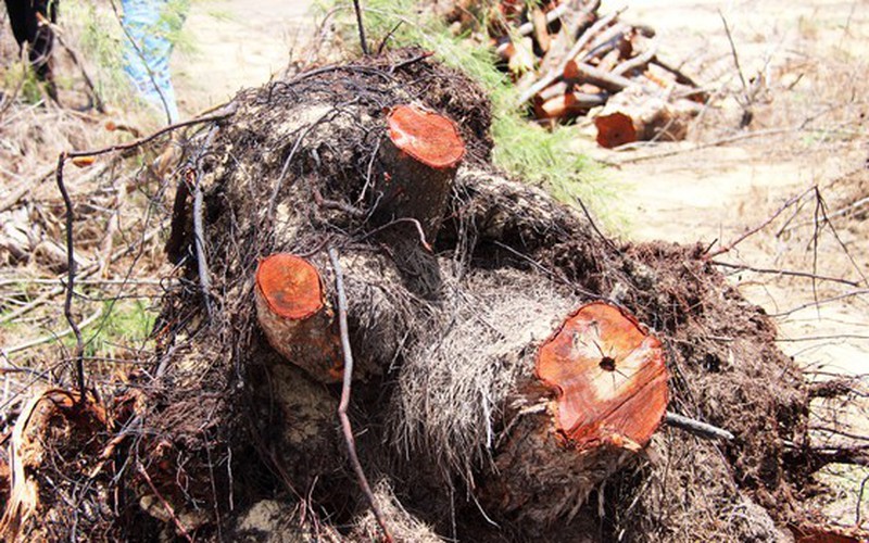 Thủy sản Thuận Phước (THP) bị xử phạt hành chính vì chặt phá nhiều diện tích rừng phòng hộ ven biển 