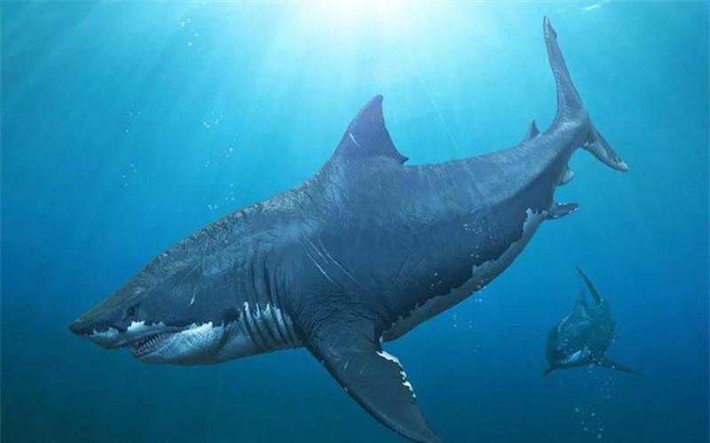 Megalodon Pack 2 Wallpaper Download