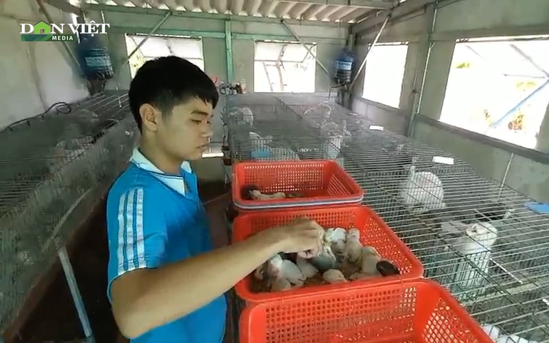Khám phá trại nuôi thỏ kỳ thú của “nông dân nhí” miền Tây