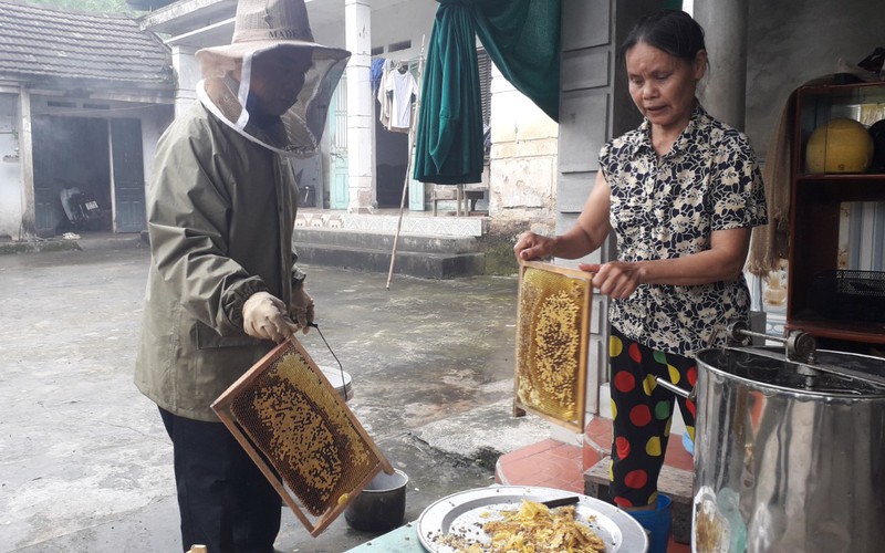Thái Nguyên: Quanh năm vui vầy với bầy ong mật, vợ chồng già vẫn đủ ăn đủ tiêu