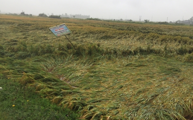 Thừa Thiên Huế: 8.000 ha lúa đổ rạp, ngập úng do mưa lớn, nông dân thiệt hại nặng