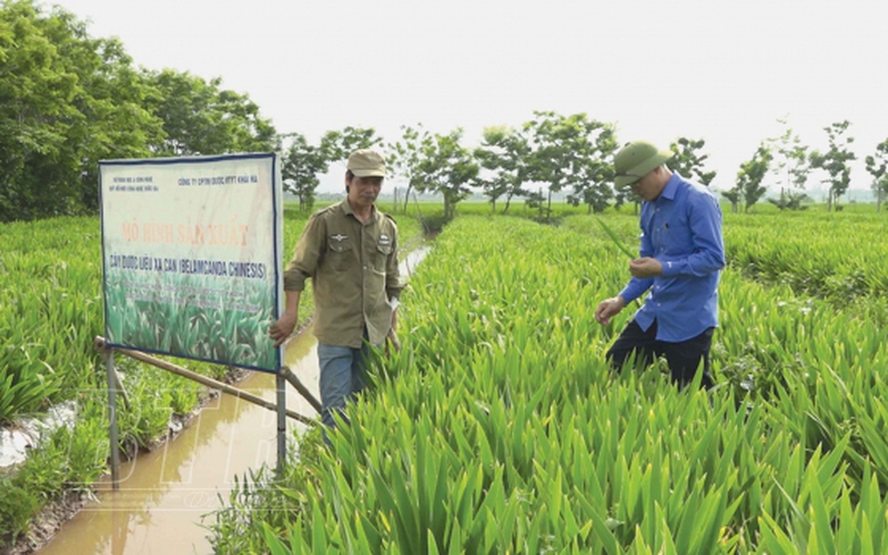 Trồng cây dược liệu ở 8ha đất ruộng, một nông dân Thái Bình thành tỷ phú 