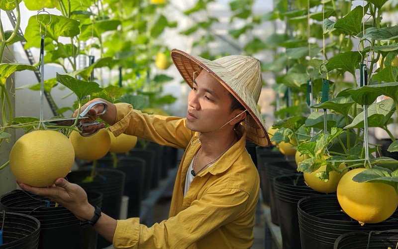 Bí quyết trồng dưa lưới bội thu trên sân thượng của chàng kiến trúc sư 9x 
