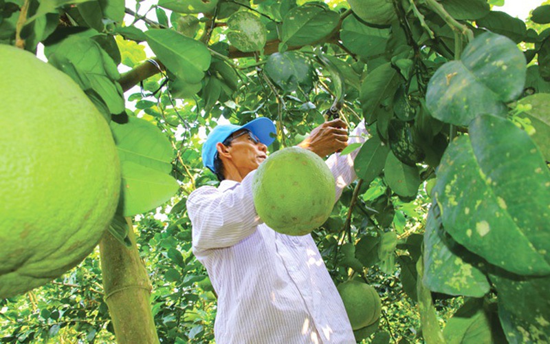 Giá bưởi da xanh Đồng Tháp, giá tăng thêm 5.000 đồng/kg thì nhiều nhà vườn hết trái