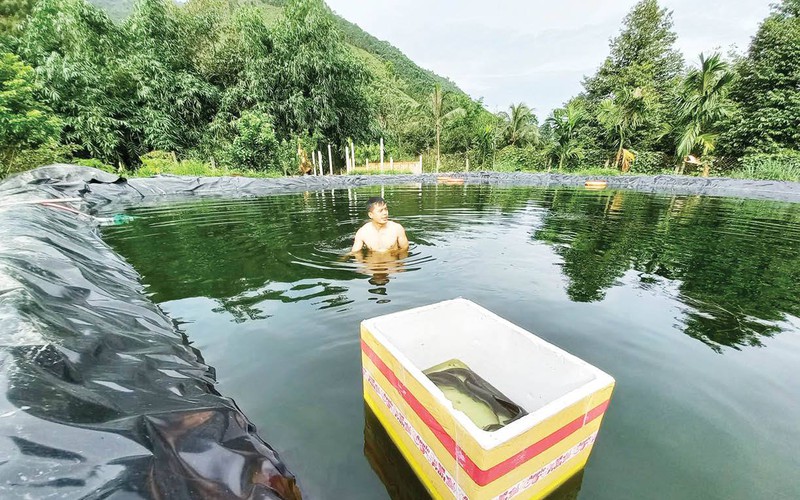 Đào ao lót bạt nuôi cá đặc sản ví như "nhân sâm nước", bắt con to bự, trai làng TT-Huế bán 400-500.000 đồng/kg