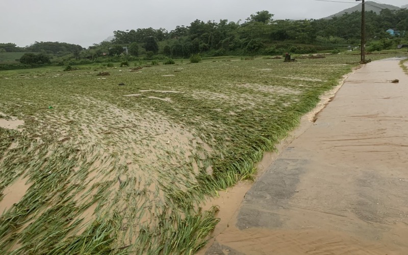 Lào Cai: Mưa lũ làm sạt lở nhà cửa, hại hàng trăm ha cây trồng