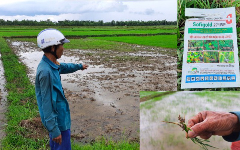 Quảng Trị: Nông dân phản ánh sau khi phun thuốc trừ cỏ thì lúa chết, chính quyền vào cuộc