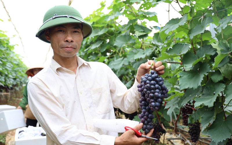"No con mắt" khi đi lạc vào vườn trồng nho Hạ Đen tiền tỷ của một ông nông dân Sơn La