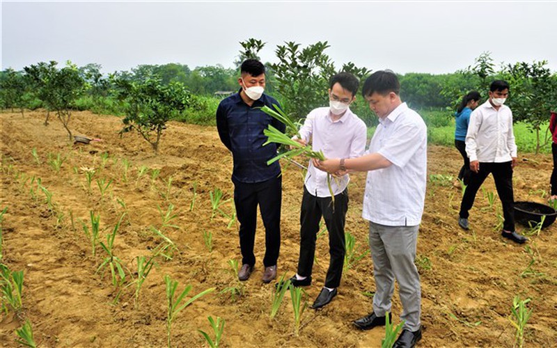 Xạ can là cây gì, công dụng như thế nào mà dân nơi này ở Hà Tĩnh sau 2 năm trồng xen thu 20 triệu/sào?