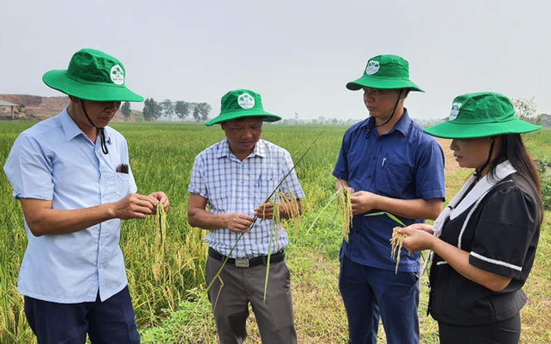 Đem giống lúa ngon từ Sóc Trăng ra cấy thử nghiệm ở Phú Thọ, bón phân "3 lá cọ", nhà nông lãi 58,3 triệu/ha