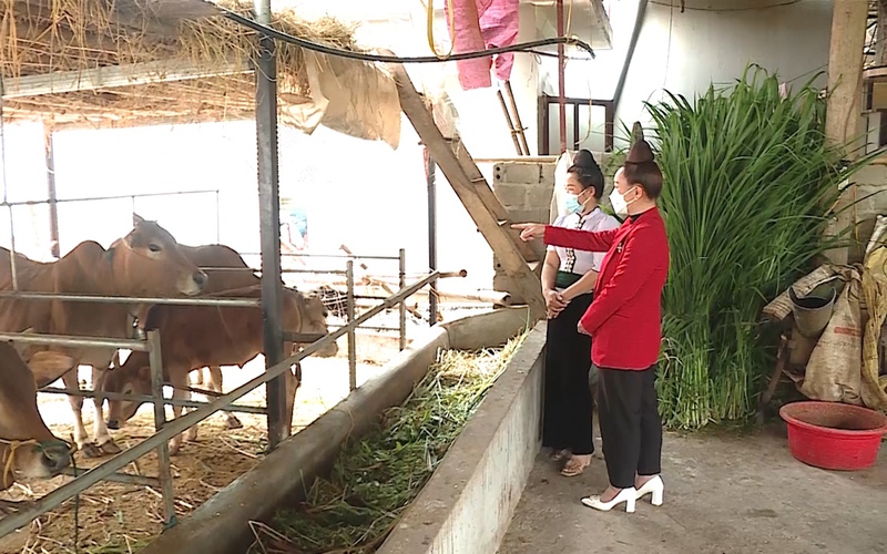Video: Phụ nữ vùng cao Sơn La mách nhau cách vượt khó làm giàu