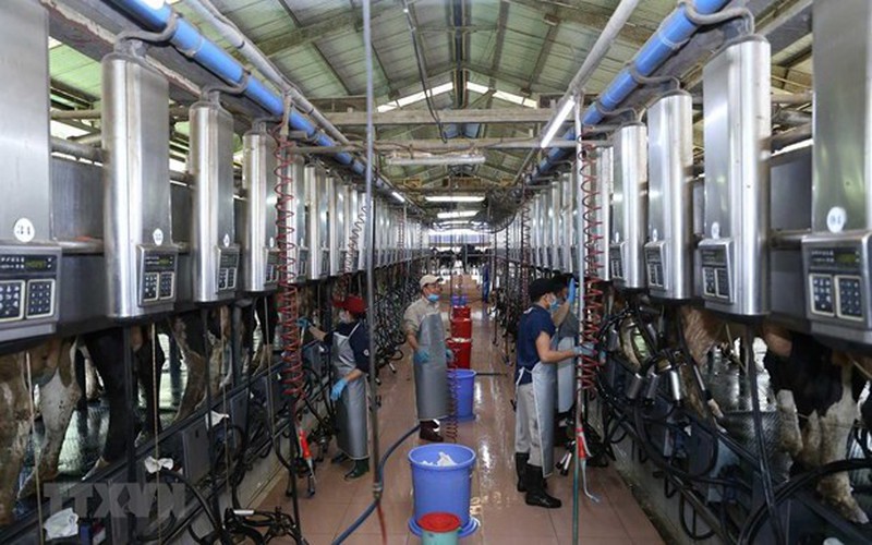 

Nhiều dư địa để tiếp tục phát triển ngành hàng sữa