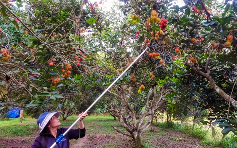 Được, mất chuyện 'bán lúa non' cả vườn cây ăn trái