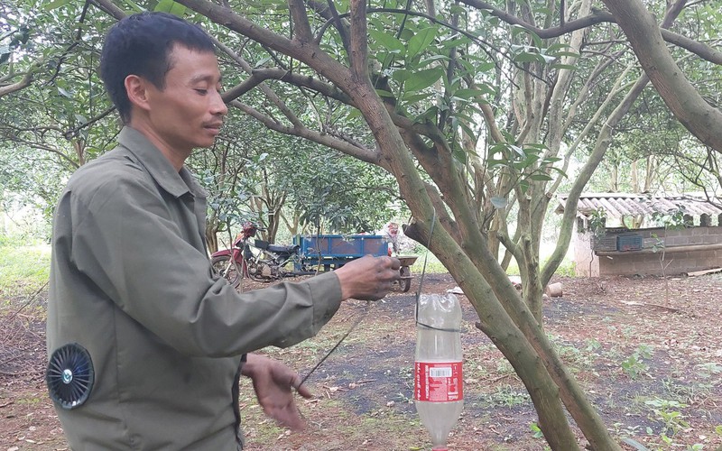 Lên Hòa Bình tận mắt thấy nông dân bày cách chữa bệnh lạ lẫm cho cây cam Cao Phong 
