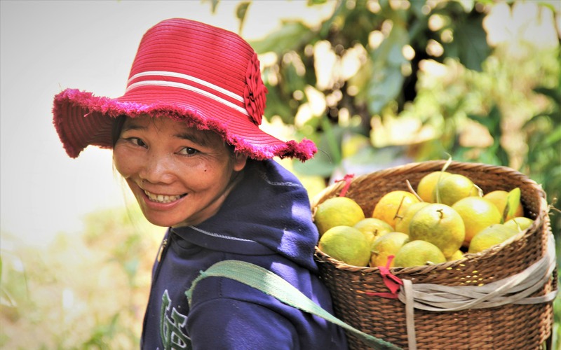 Vùng đất mọc những cây cam cổ thụ to như cây rừng, cây tự ra trái, dân chỉ việc hái