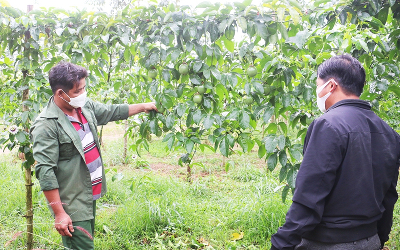 Thu 350 - 400 triệu đồng/ha, Gia Lai tham vọng mở rộng diện tích một loại trái cây lên 20.000ha