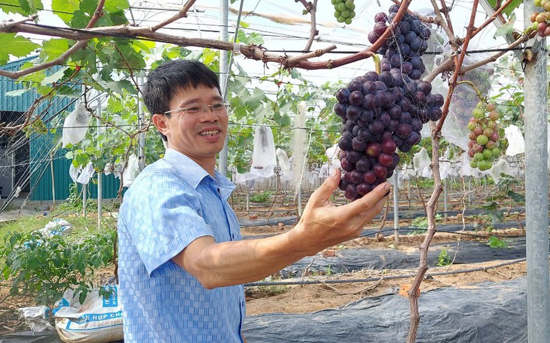 Anh nông dân "tay ngang" Hải Phòng trồng thứ cây chưa ai trồng ở quê bao giờ, cả làng ai cũng muốn xem