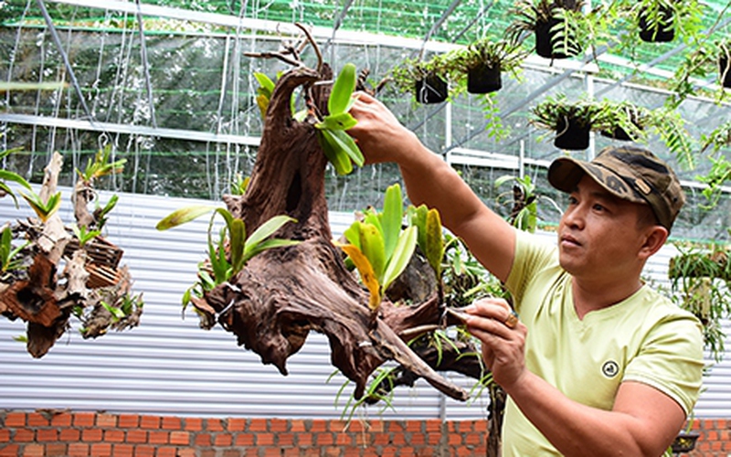 "Lạc" vào vườn lan rừng quý, giá trị tiền tỷ của anh trai làng ở Kon Tum