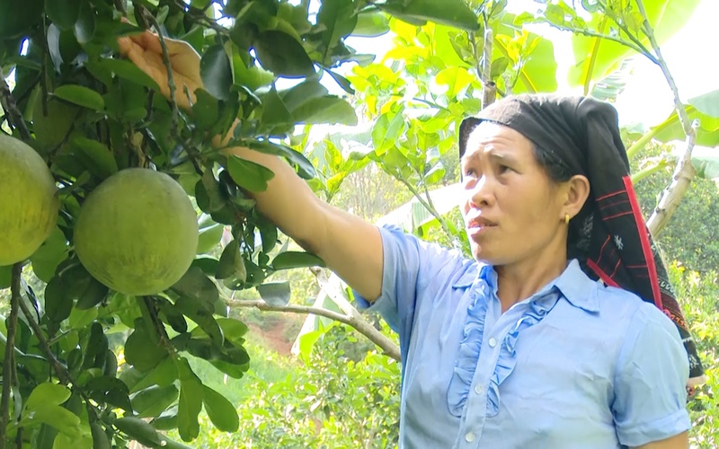 Nông dân vùng cao sản xuất nông nghiệp thuận theo tự nhiên
