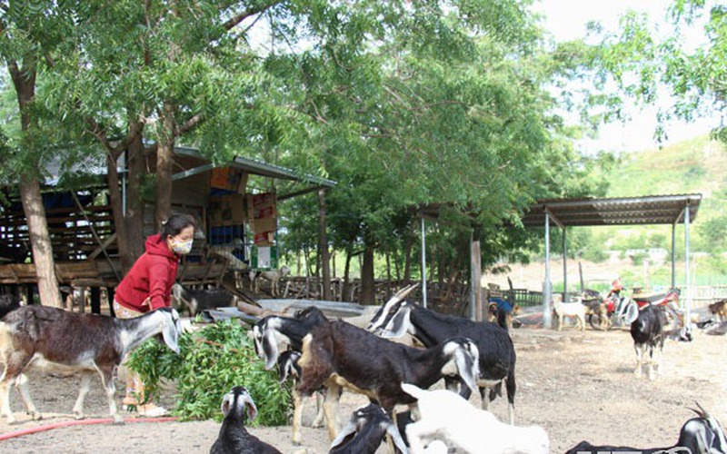 Một xã của tỉnh Ninh Thuận nuôi đàn gia súc lên tới hơn 22.000 con, trong đó có tới hơn 11.000 con dê