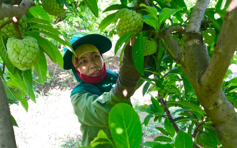 Nông dân Sơn La dễ kiếm tiền từ mô hình trồng na Thái quả to ra trái vụ