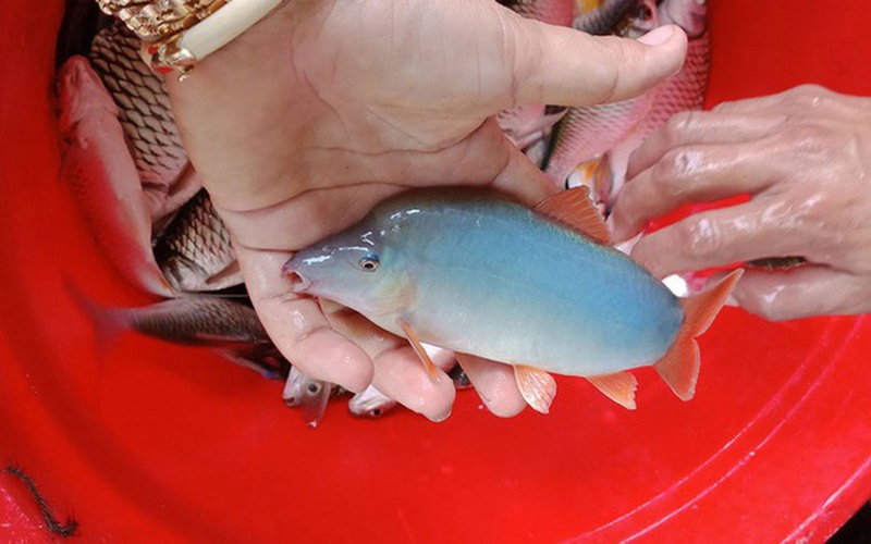 Cá heo sông màu xanh ngọc bích hiếm có khó tìm