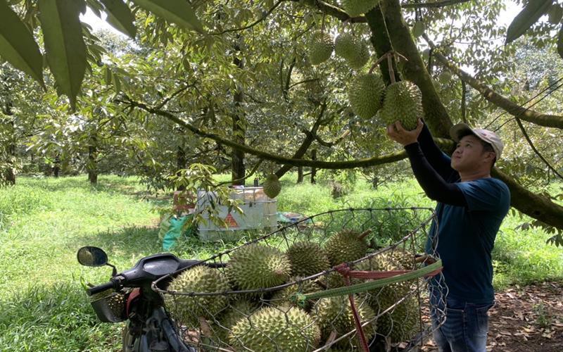 Miệt vườn tiền tỷ trồng sầu riêng ở Đồng Nai, nông dân nói cây sầu riêng đứng top đầu về lợi nhuận