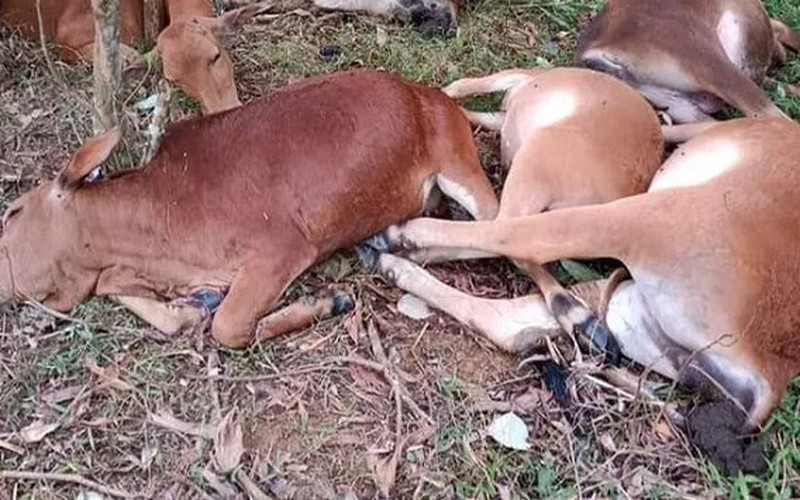 Hoà Bình: 5 con bò bị sét đánh chết