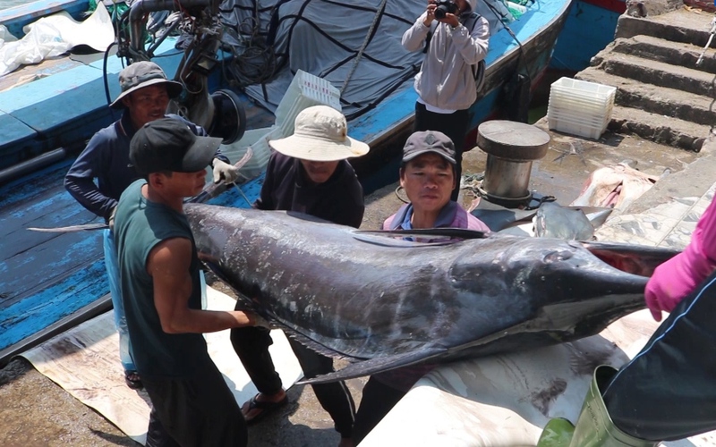 Quảng Ngãi: Ngư dân Phổ Quang kiên trì "gồng lỗ" bám biển
