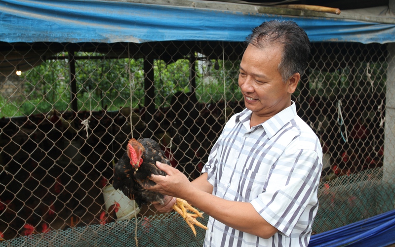 Bươn chải với đủ thứ nghề, ông nông dân Thái Nguyên về nuôi gà lai chọi, gà mía lại khá giả